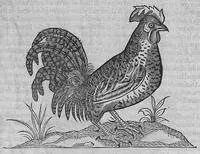 Picture 20 of 39 from L'histoire de la nature des oiseaux, avec leurs descriptions, et naïfs portraicts retirez du naturel, écrite en sept livres (1555), leaf 270
