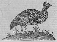 An illustration from L'histoire de la nature des oiseaux, avec leurs descriptions, et naïfs portraicts retirez du naturel, écrite en sept livres (1555)