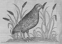 Picture 22 of 39 from L'histoire de la nature des oiseaux, avec leurs descriptions, et naïfs portraicts retirez du naturel, écrite en sept livres (1555), leaf 291