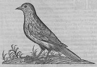 Picture 23 of 39 from L'histoire de la nature des oiseaux, avec leurs descriptions, et naïfs portraicts retirez du naturel, écrite en sept livres (1555), leaf 296
