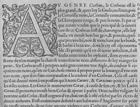 Picture 26 of 39 from L'histoire de la nature des oiseaux, avec leurs descriptions, et naïfs portraicts retirez du naturel, écrite en sept livres (1555), leaf 306