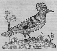 Picture 29 of 39 from L'histoire de la nature des oiseaux, avec leurs descriptions, et naïfs portraicts retirez du naturel, écrite en sept livres (1555), leaf 320