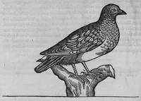 Picture 30 of 39 from L'histoire de la nature des oiseaux, avec leurs descriptions, et naïfs portraicts retirez du naturel, écrite en sept livres (1555), leaf 341