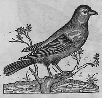 Picture 31 of 39 from L'histoire de la nature des oiseaux, avec leurs descriptions, et naïfs portraicts retirez du naturel, écrite en sept livres (1555), leaf 346