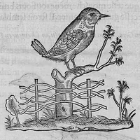 Picture 34 of 39 from L'histoire de la nature des oiseaux, avec leurs descriptions, et naïfs portraicts retirez du naturel, écrite en sept livres (1555), leaf 370
