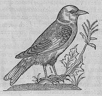 Picture 35 of 39 from L'histoire de la nature des oiseaux, avec leurs descriptions, et naïfs portraicts retirez du naturel, écrite en sept livres (1555), leaf 380
