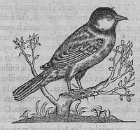 Picture 37 of 39 from L'histoire de la nature des oiseaux, avec leurs descriptions, et naïfs portraicts retirez du naturel, écrite en sept livres (1555), leaf 394