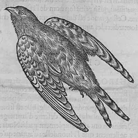 Picture 39 of 39 from L'histoire de la nature des oiseaux, avec leurs descriptions, et naïfs portraicts retirez du naturel, écrite en sept livres (1555), leaf 404