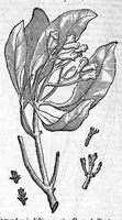 Picture 43 of 53 from Theophrasti Eresii de Historia plantarum libri decem graece et latine. In quibus textum graecum..., latinam Gazae versionem... rariorum plantarum iconibus illustravit Joannes Bodaeus a Stapel,... Accesserunt Julii Caesaris Scaligeri in eosdem libros animadversiones, et Roberti Constantini annotationes... (1644), leaf 1015