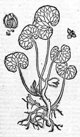 An illustration from Theophrasti Eresii de Historia plantarum libri decem graece et latine. In quibus textum graecum..., latinam Gazae versionem... rariorum plantarum iconibus illustravit Joannes Bodaeus a Stapel,... Accesserunt Julii Caesaris Scaligeri in eosdem libros animadversiones, et Roberti Constantini annotationes... (1644)