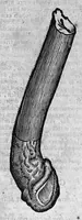 An illustration from Theophrasti Eresii de Historia plantarum libri decem graece et latine. In quibus textum graecum..., latinam Gazae versionem... rariorum plantarum iconibus illustravit Joannes Bodaeus a Stapel,... Accesserunt Julii Caesaris Scaligeri in eosdem libros animadversiones, et Roberti Constantini annotationes... (1644)