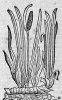 Picture 47 of 53 from Theophrasti Eresii de Historia plantarum libri decem graece et latine. In quibus textum graecum..., latinam Gazae versionem... rariorum plantarum iconibus illustravit Joannes Bodaeus a Stapel,... Accesserunt Julii Caesaris Scaligeri in eosdem libros animadversiones, et Roberti Constantini annotationes... (1644), leaf 1056