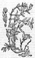 Picture 48 of 53 from Theophrasti Eresii de Historia plantarum libri decem graece et latine. In quibus textum graecum..., latinam Gazae versionem... rariorum plantarum iconibus illustravit Joannes Bodaeus a Stapel,... Accesserunt Julii Caesaris Scaligeri in eosdem libros animadversiones, et Roberti Constantini annotationes... (1644), leaf 1070