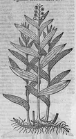 An illustration from Theophrasti Eresii de Historia plantarum libri decem graece et latine. In quibus textum graecum..., latinam Gazae versionem... rariorum plantarum iconibus illustravit Joannes Bodaeus a Stapel,... Accesserunt Julii Caesaris Scaligeri in eosdem libros animadversiones, et Roberti Constantini annotationes... (1644)