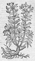 An illustration from Theophrasti Eresii de Historia plantarum libri decem graece et latine. In quibus textum graecum..., latinam Gazae versionem... rariorum plantarum iconibus illustravit Joannes Bodaeus a Stapel,... Accesserunt Julii Caesaris Scaligeri in eosdem libros animadversiones, et Roberti Constantini annotationes... (1644)
