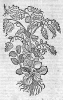 Picture 52 of 53 from Theophrasti Eresii de Historia plantarum libri decem graece et latine. In quibus textum graecum..., latinam Gazae versionem... rariorum plantarum iconibus illustravit Joannes Bodaeus a Stapel,... Accesserunt Julii Caesaris Scaligeri in eosdem libros animadversiones, et Roberti Constantini annotationes... (1644), leaf 1152