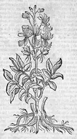 Picture 53 of 53 from Theophrasti Eresii de Historia plantarum libri decem graece et latine. In quibus textum graecum..., latinam Gazae versionem... rariorum plantarum iconibus illustravit Joannes Bodaeus a Stapel,... Accesserunt Julii Caesaris Scaligeri in eosdem libros animadversiones, et Roberti Constantini annotationes... (1644), leaf 1152