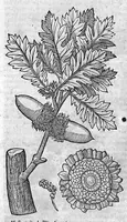 Picture 2 of 53 from Theophrasti Eresii de Historia plantarum libri decem graece et latine. In quibus textum graecum..., latinam Gazae versionem... rariorum plantarum iconibus illustravit Joannes Bodaeus a Stapel,... Accesserunt Julii Caesaris Scaligeri in eosdem libros animadversiones, et Roberti Constantini annotationes... (1644), leaf 172
