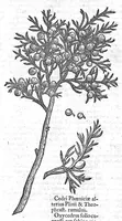 Picture 5 of 53 from Theophrasti Eresii de Historia plantarum libri decem graece et latine. In quibus textum graecum..., latinam Gazae versionem... rariorum plantarum iconibus illustravit Joannes Bodaeus a Stapel,... Accesserunt Julii Caesaris Scaligeri in eosdem libros animadversiones, et Roberti Constantini annotationes... (1644), leaf 218
