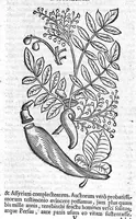Picture 6 of 53 from Theophrasti Eresii de Historia plantarum libri decem graece et latine. In quibus textum graecum..., latinam Gazae versionem... rariorum plantarum iconibus illustravit Joannes Bodaeus a Stapel,... Accesserunt Julii Caesaris Scaligeri in eosdem libros animadversiones, et Roberti Constantini annotationes... (1644), leaf 248