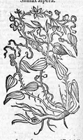 Picture 9 of 53 from Theophrasti Eresii de Historia plantarum libri decem graece et latine. In quibus textum graecum..., latinam Gazae versionem... rariorum plantarum iconibus illustravit Joannes Bodaeus a Stapel,... Accesserunt Julii Caesaris Scaligeri in eosdem libros animadversiones, et Roberti Constantini annotationes... (1644), leaf 299