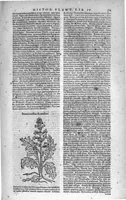Picture 10 of 53 from Theophrasti Eresii de Historia plantarum libri decem graece et latine. In quibus textum graecum..., latinam Gazae versionem... rariorum plantarum iconibus illustravit Joannes Bodaeus a Stapel,... Accesserunt Julii Caesaris Scaligeri in eosdem libros animadversiones, et Roberti Constantini annotationes... (1644), leaf 328