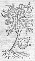 An illustration from Theophrasti Eresii de Historia plantarum libri decem graece et latine. In quibus textum graecum..., latinam Gazae versionem... rariorum plantarum iconibus illustravit Joannes Bodaeus a Stapel,... Accesserunt Julii Caesaris Scaligeri in eosdem libros animadversiones, et Roberti Constantini annotationes... (1644)