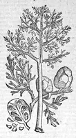 Picture 14 of 53 from Theophrasti Eresii de Historia plantarum libri decem graece et latine. In quibus textum graecum..., latinam Gazae versionem... rariorum plantarum iconibus illustravit Joannes Bodaeus a Stapel,... Accesserunt Julii Caesaris Scaligeri in eosdem libros animadversiones, et Roberti Constantini annotationes... (1644), leaf 392
