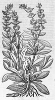 Picture 21 of 53 from Theophrasti Eresii de Historia plantarum libri decem graece et latine. In quibus textum graecum..., latinam Gazae versionem... rariorum plantarum iconibus illustravit Joannes Bodaeus a Stapel,... Accesserunt Julii Caesaris Scaligeri in eosdem libros animadversiones, et Roberti Constantini annotationes... (1644), leaf 693