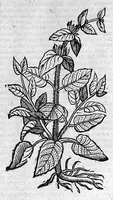 An illustration from Theophrasti Eresii de Historia plantarum libri decem graece et latine. In quibus textum graecum..., latinam Gazae versionem... rariorum plantarum iconibus illustravit Joannes Bodaeus a Stapel,... Accesserunt Julii Caesaris Scaligeri in eosdem libros animadversiones, et Roberti Constantini annotationes... (1644)