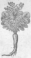 Picture 26 of 53 from Theophrasti Eresii de Historia plantarum libri decem graece et latine. In quibus textum graecum..., latinam Gazae versionem... rariorum plantarum iconibus illustravit Joannes Bodaeus a Stapel,... Accesserunt Julii Caesaris Scaligeri in eosdem libros animadversiones, et Roberti Constantini annotationes... (1644), leaf 790
