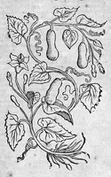 Picture 27 of 53 from Theophrasti Eresii de Historia plantarum libri decem graece et latine. In quibus textum graecum..., latinam Gazae versionem... rariorum plantarum iconibus illustravit Joannes Bodaeus a Stapel,... Accesserunt Julii Caesaris Scaligeri in eosdem libros animadversiones, et Roberti Constantini annotationes... (1644), leaf 805