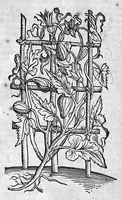 An illustration from Theophrasti Eresii de Historia plantarum libri decem graece et latine. In quibus textum graecum..., latinam Gazae versionem... rariorum plantarum iconibus illustravit Joannes Bodaeus a Stapel,... Accesserunt Julii Caesaris Scaligeri in eosdem libros animadversiones, et Roberti Constantini annotationes... (1644)