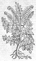 An illustration from Theophrasti Eresii de Historia plantarum libri decem graece et latine. In quibus textum graecum..., latinam Gazae versionem... rariorum plantarum iconibus illustravit Joannes Bodaeus a Stapel,... Accesserunt Julii Caesaris Scaligeri in eosdem libros animadversiones, et Roberti Constantini annotationes... (1644)