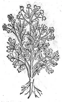 Picture 30 of 53 from Theophrasti Eresii de Historia plantarum libri decem graece et latine. In quibus textum graecum..., latinam Gazae versionem... rariorum plantarum iconibus illustravit Joannes Bodaeus a Stapel,... Accesserunt Julii Caesaris Scaligeri in eosdem libros animadversiones, et Roberti Constantini annotationes... (1644), leaf 818
