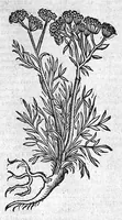 Picture 31 of 53 from Theophrasti Eresii de Historia plantarum libri decem graece et latine. In quibus textum graecum..., latinam Gazae versionem... rariorum plantarum iconibus illustravit Joannes Bodaeus a Stapel,... Accesserunt Julii Caesaris Scaligeri in eosdem libros animadversiones, et Roberti Constantini annotationes... (1644), leaf 833