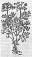 An illustration from Theophrasti Eresii de Historia plantarum libri decem graece et latine. In quibus textum graecum..., latinam Gazae versionem... rariorum plantarum iconibus illustravit Joannes Bodaeus a Stapel,... Accesserunt Julii Caesaris Scaligeri in eosdem libros animadversiones, et Roberti Constantini annotationes... (1644)