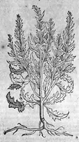 An illustration from Theophrasti Eresii de Historia plantarum libri decem graece et latine. In quibus textum graecum..., latinam Gazae versionem... rariorum plantarum iconibus illustravit Joannes Bodaeus a Stapel,... Accesserunt Julii Caesaris Scaligeri in eosdem libros animadversiones, et Roberti Constantini annotationes... (1644)