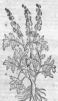 Picture 34 of 53 from Theophrasti Eresii de Historia plantarum libri decem graece et latine. In quibus textum graecum..., latinam Gazae versionem... rariorum plantarum iconibus illustravit Joannes Bodaeus a Stapel,... Accesserunt Julii Caesaris Scaligeri in eosdem libros animadversiones, et Roberti Constantini annotationes... (1644), leaf 848