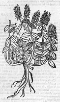 Picture 35 of 53 from Theophrasti Eresii de Historia plantarum libri decem graece et latine. In quibus textum graecum..., latinam Gazae versionem... rariorum plantarum iconibus illustravit Joannes Bodaeus a Stapel,... Accesserunt Julii Caesaris Scaligeri in eosdem libros animadversiones, et Roberti Constantini annotationes... (1644), leaf 865