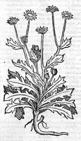 An illustration from Theophrasti Eresii de Historia plantarum libri decem graece et latine. In quibus textum graecum..., latinam Gazae versionem... rariorum plantarum iconibus illustravit Joannes Bodaeus a Stapel,... Accesserunt Julii Caesaris Scaligeri in eosdem libros animadversiones, et Roberti Constantini annotationes... (1644)