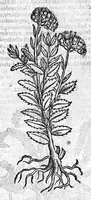 An illustration from Theophrasti Eresii de Historia plantarum libri decem graece et latine. In quibus textum graecum..., latinam Gazae versionem... rariorum plantarum iconibus illustravit Joannes Bodaeus a Stapel,... Accesserunt Julii Caesaris Scaligeri in eosdem libros animadversiones, et Roberti Constantini annotationes... (1644)