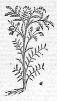 Picture 40 of 53 from Theophrasti Eresii de Historia plantarum libri decem graece et latine. In quibus textum graecum..., latinam Gazae versionem... rariorum plantarum iconibus illustravit Joannes Bodaeus a Stapel,... Accesserunt Julii Caesaris Scaligeri in eosdem libros animadversiones, et Roberti Constantini annotationes... (1644), leaf 944
