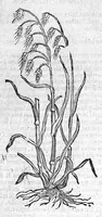 An illustration from Theophrasti Eresii de Historia plantarum libri decem graece et latine. In quibus textum graecum..., latinam Gazae versionem... rariorum plantarum iconibus illustravit Joannes Bodaeus a Stapel,... Accesserunt Julii Caesaris Scaligeri in eosdem libros animadversiones, et Roberti Constantini annotationes... (1644)