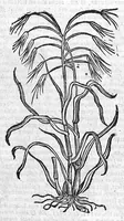 An illustration from Theophrasti Eresii de Historia plantarum libri decem graece et latine. In quibus textum graecum..., latinam Gazae versionem... rariorum plantarum iconibus illustravit Joannes Bodaeus a Stapel,... Accesserunt Julii Caesaris Scaligeri in eosdem libros animadversiones, et Roberti Constantini annotationes... (1644)