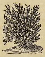 An illustration from La Chine d'Athanase Kirchere de la Compagnie de Jesus, illustrée de plusieurs monuments tant sacrés que profanes, et de quantité de recherches de la nature & de l'art a quoy on à adjousté de nouveau les questions curieuses que le serenessime Grand Duc de Toscane a fait depuis peu du P. Jean Grubere touchant ce grand Empire. Avec un dictionnaire chinois & françois, lequel est tres-rare, & qui n'a pas encores paru au jour (1670)