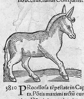 An illustration from Prodigiorum ac ostentorum chronicon, quae, praeter naturae ordinem, et in superioribus et his inferioribus mundi regionibus, ab exordio mundi usque ad haec nostra tempora acciderunt... conscriptum per Conradum Lycosthenem,... (1557)