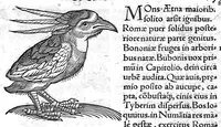 An illustration from Prodigiorum ac ostentorum chronicon, quae, praeter naturae ordinem, et in superioribus et his inferioribus mundi regionibus, ab exordio mundi usque ad haec nostra tempora acciderunt... conscriptum per Conradum Lycosthenem,... (1557)
