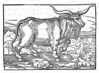 An illustration from Prodigiorum ac ostentorum chronicon, quae, praeter naturae ordinem, et in superioribus et his inferioribus mundi regionibus, ab exordio mundi usque ad haec nostra tempora acciderunt... conscriptum per Conradum Lycosthenem,... (1557)