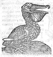 An illustration from Prodigiorum ac ostentorum chronicon, quae, praeter naturae ordinem, et in superioribus et his inferioribus mundi regionibus, ab exordio mundi usque ad haec nostra tempora acciderunt... conscriptum per Conradum Lycosthenem,... (1557)